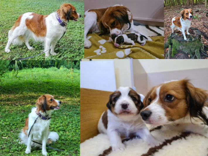 Kooikerhondje Welpen