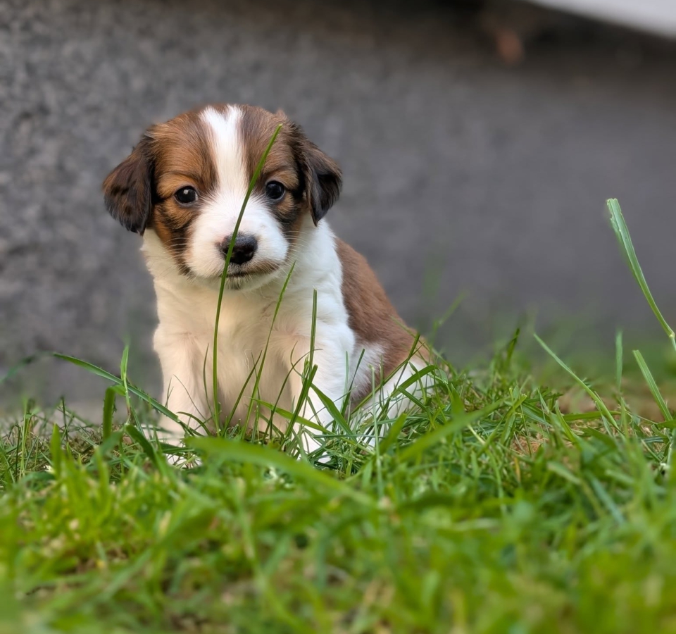 12 juni kooiker welpen