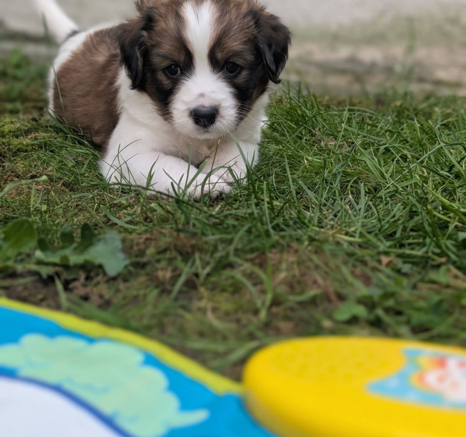 13 juni kooiker welpen