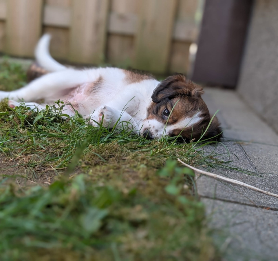 18 juni kooiker welpen
