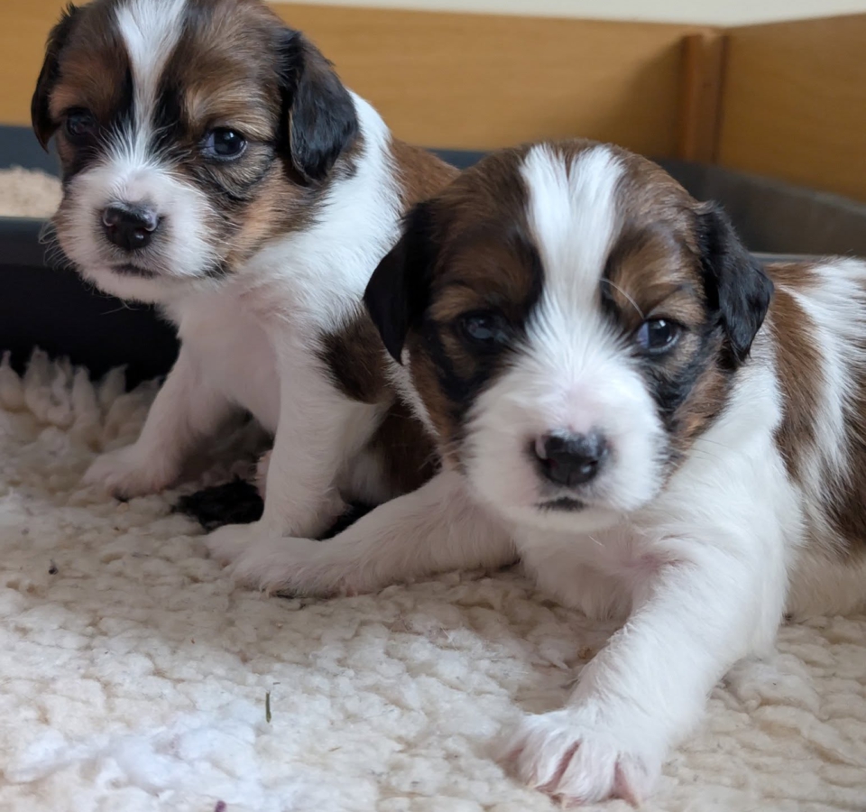 2 juni kooiker welpen