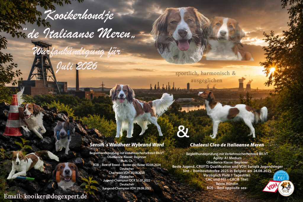 Kooikerhondje Welpen