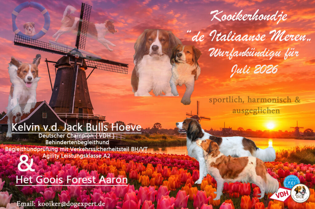 Kooikerhondje Welpen Kelvin und Aaron